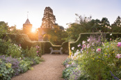 Cosmos, Nepeta, Alchemilla mollis and Roses with Yew topairy 