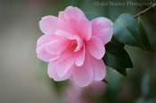 Camellia