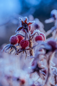 Frozen Rosa rugosa.