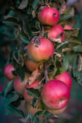 The beauty and taste of  polish autumn.