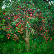 Wild apple tree