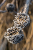 Dry Echinacea purpurea.