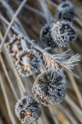Dry Echinacea purpurea.