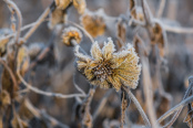Dry Heliopsis helianthoides.