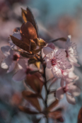 Prunus cerasifera 'Pissardii'
