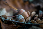 Autumn in colors