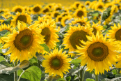 Sunflowers field in Austria.