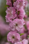 Prunus triloba