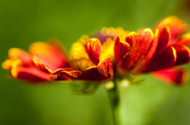 Helenium 'King Tiger'