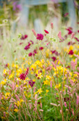 Late Summer, Sugnall Walled Garden