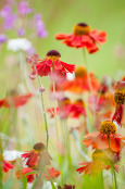 Heleniums