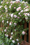 Rambling Rose 'Albertine' on picket fence
