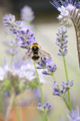 Bee on Lavender