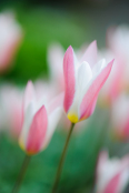 Tulipa clusiana