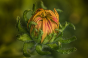 Flower bud of Rudbeckia