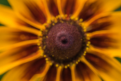 Rudbeckia 