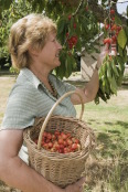 Cherry picking time