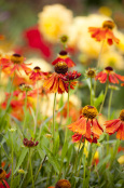 Hot Heleniums