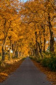 Golden autumn in Poland.