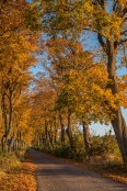 Golden autumn in Poland.