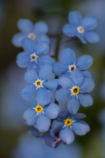 FORGET - ME - NOT