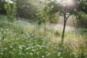 Summer meadow