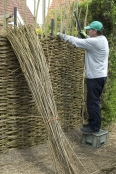Woven willow fencing
