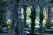 Wisteria Temple