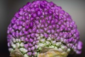 Allium Giganteum