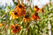 Rudbekia