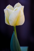 White Tulip