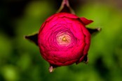 Ranunculus