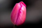 Pink Tulip