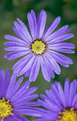 Aster