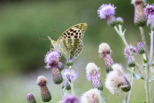 Ephemeral beauty