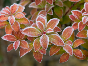 Pieris japonica 'Compacta'