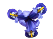 Iris reticulata 'Rhapsody'