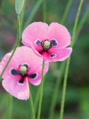 Papaver dubium subsp. lecoqii var. albiflorum