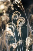 Miscanthus nepalensis