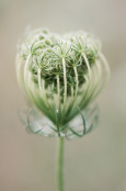 Daucus carota - Wild Carrot seedhead