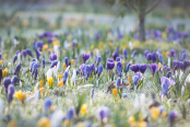 Crocus meadow covered with frost