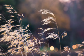 Stipa gigantea 