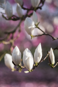 Magnolia heptapeta