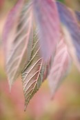 Foliage of Viburnum plicatum 'Maresii' in Autumn