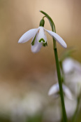 Galanthus nivalis