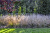 Autumn border covered by `Deschampsia caespitosa`