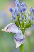 Emerging Agapanthus