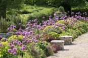 Alliums, Cowley Manor