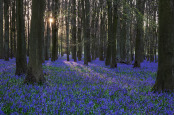 Hyacinthoides non-scripta