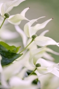 Cornus kousa 'Madam Butterfly'